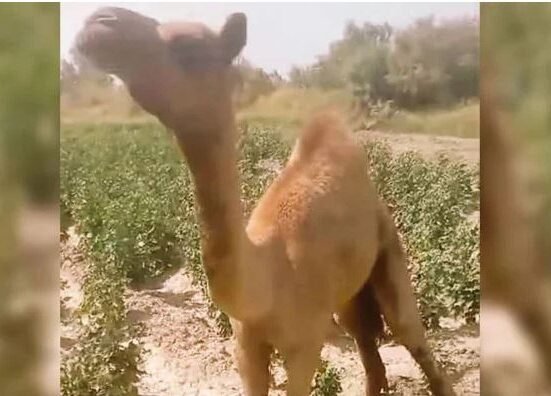 Sanghar camel to 'stand up' for first time since having limb brutally cut off