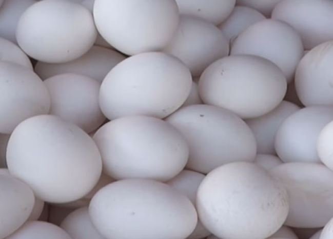 Egg prices soar in Punjab